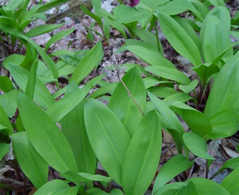 Wild Leek (Allium tricoccum)